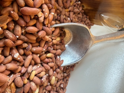 بادام زمینی استانه درشت